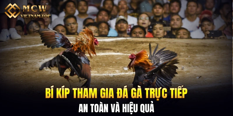 Bí kíp tham gia đá gà trực tiếp an toàn và hiệu quả