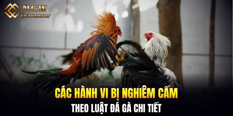Các hành vi bị nghiêm cấm theo luật đá gà chi tiết