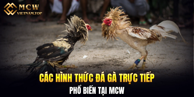 Các hình thức đá gà trực tiếp phổ biến tại MCW