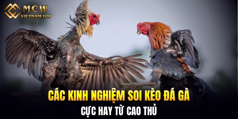 Các kinh nghiệm soi kèo đá gà cực hay từ cao thủ