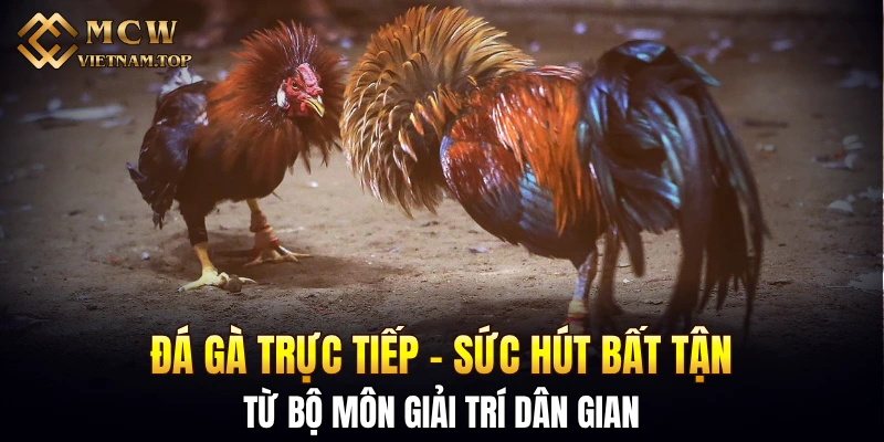 Đá gà trực tiếp - Sức hút bất tận từ bộ môn giải trí dân gian