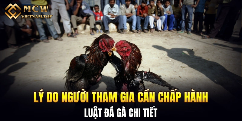 Lý do người tham gia cần chấp hành luật đá gà chi tiết
