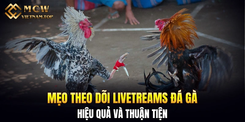Mẹo theo dõi livetreams đá gà hiệu quả và thuận tiện