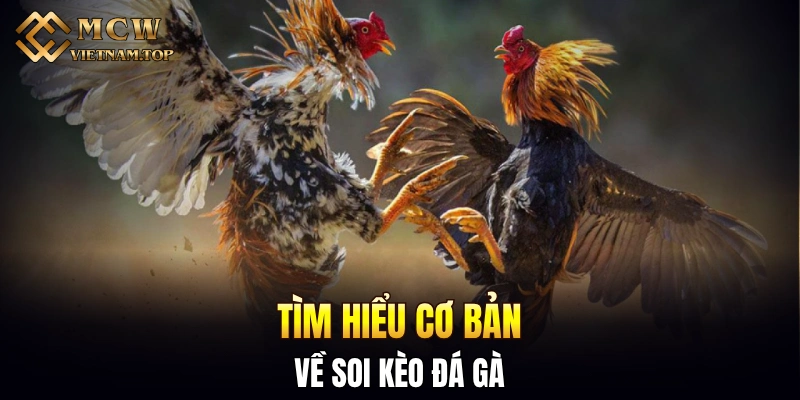 Tìm hiểu cơ bản về soi kèo đá gà