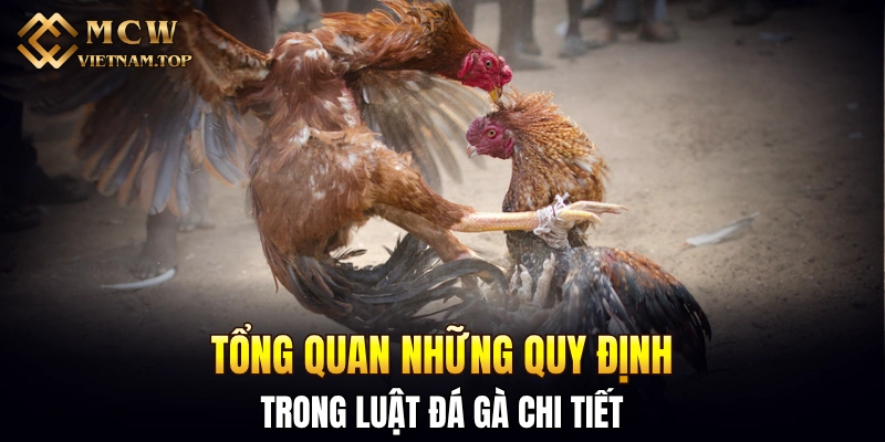 Tổng quan những quy định trong luật đá gà chi tiết