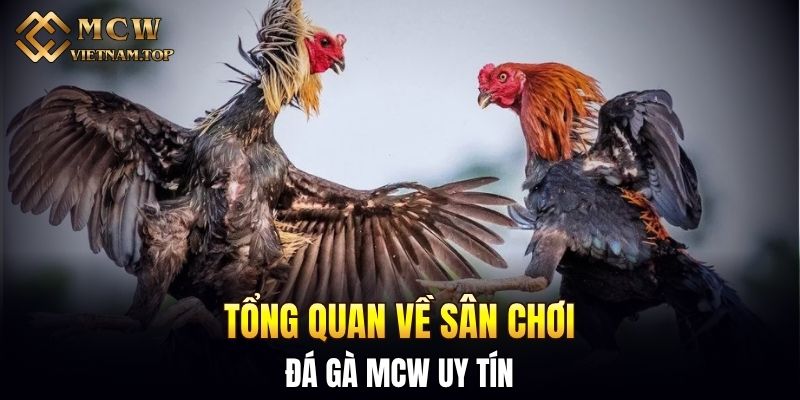 Tổng quan về sân chơi đá gà MCW uy tín