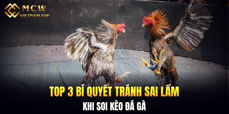 Top 3 bí quyết tránh sai lầm khi soi kèo đá gà