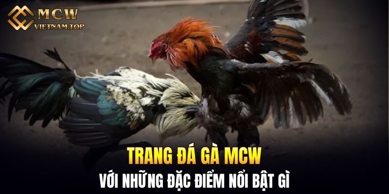 Trang đá gà MCW với những đặc điểm nổi bật gì